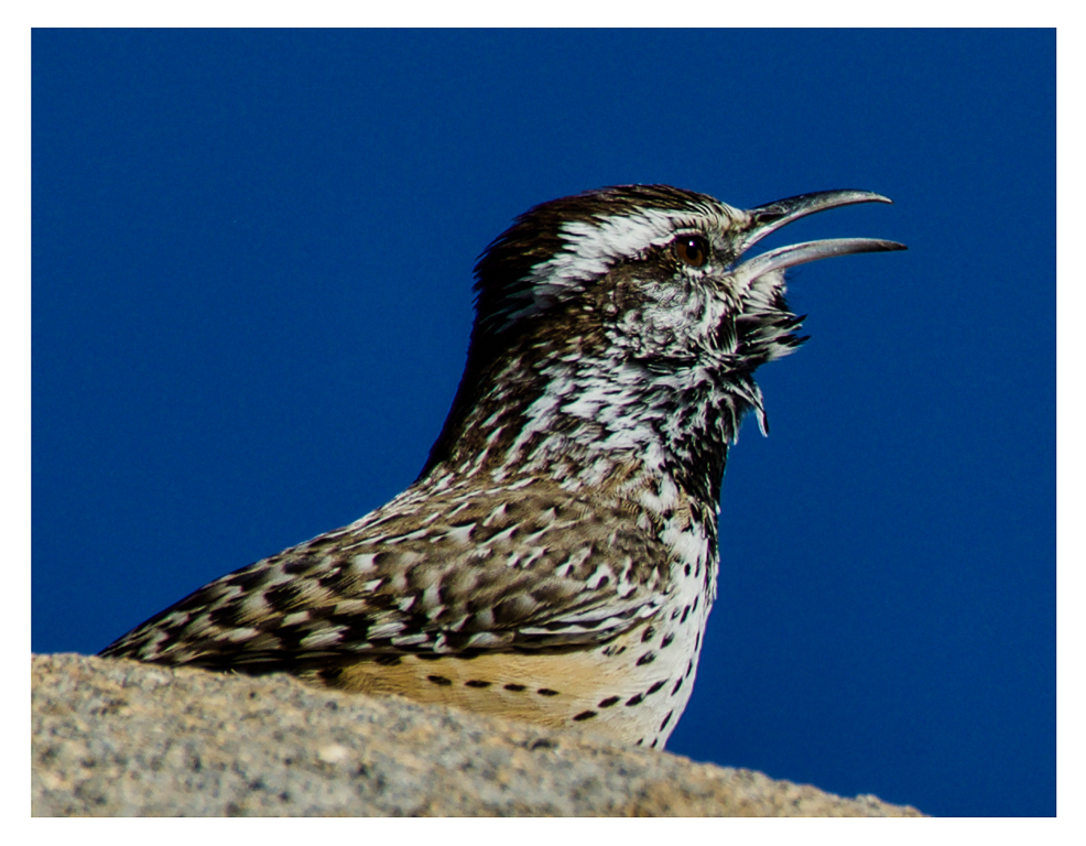 Nature In Class B By Ross Lanius For Cactus Wren FEB-2019.jpg